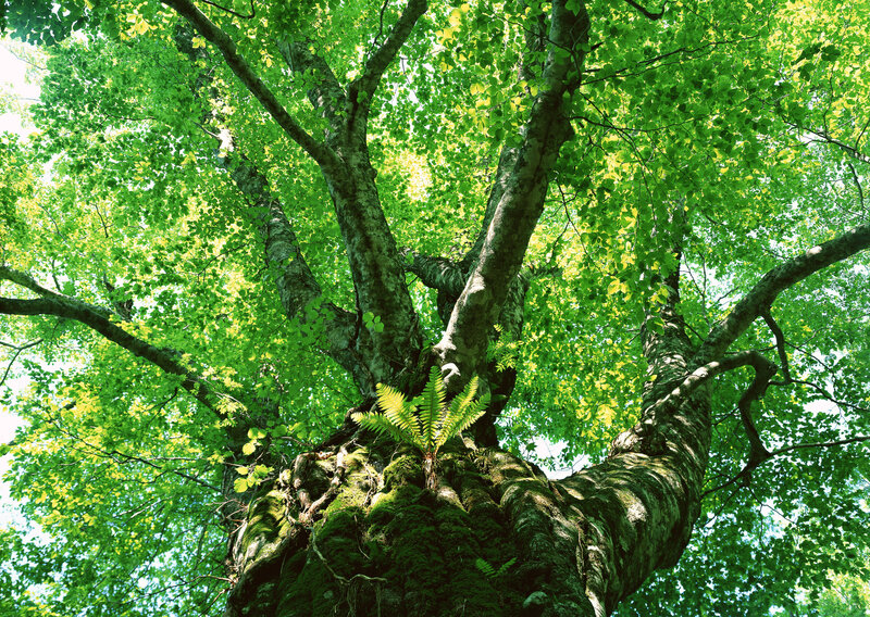 Towering tree with lush green canopy