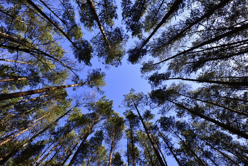 Towering trees against blue sky