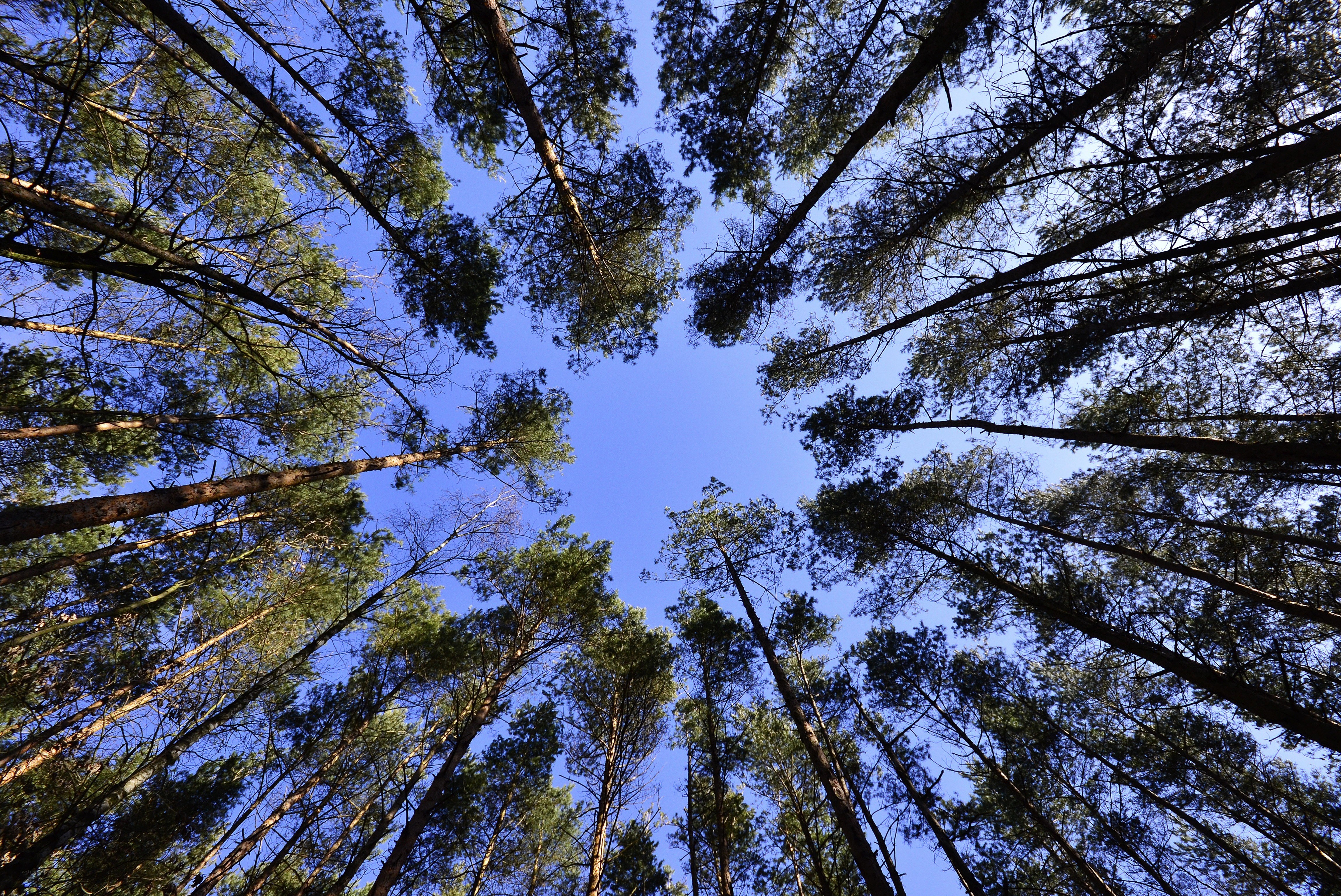 Towering trees against blue sky