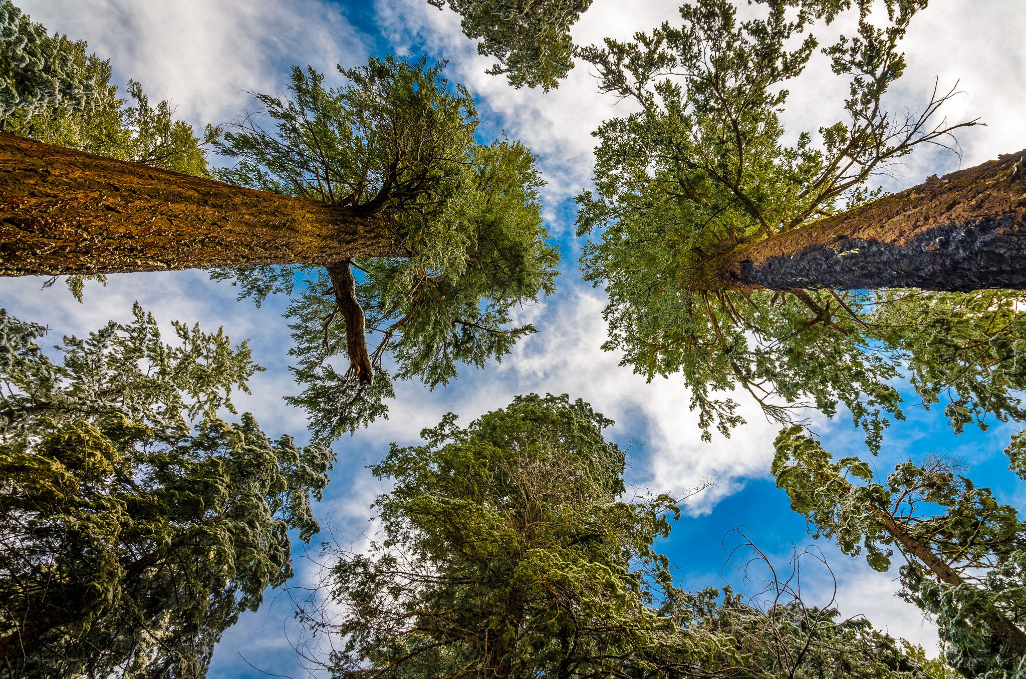 Towering trees against blue sky