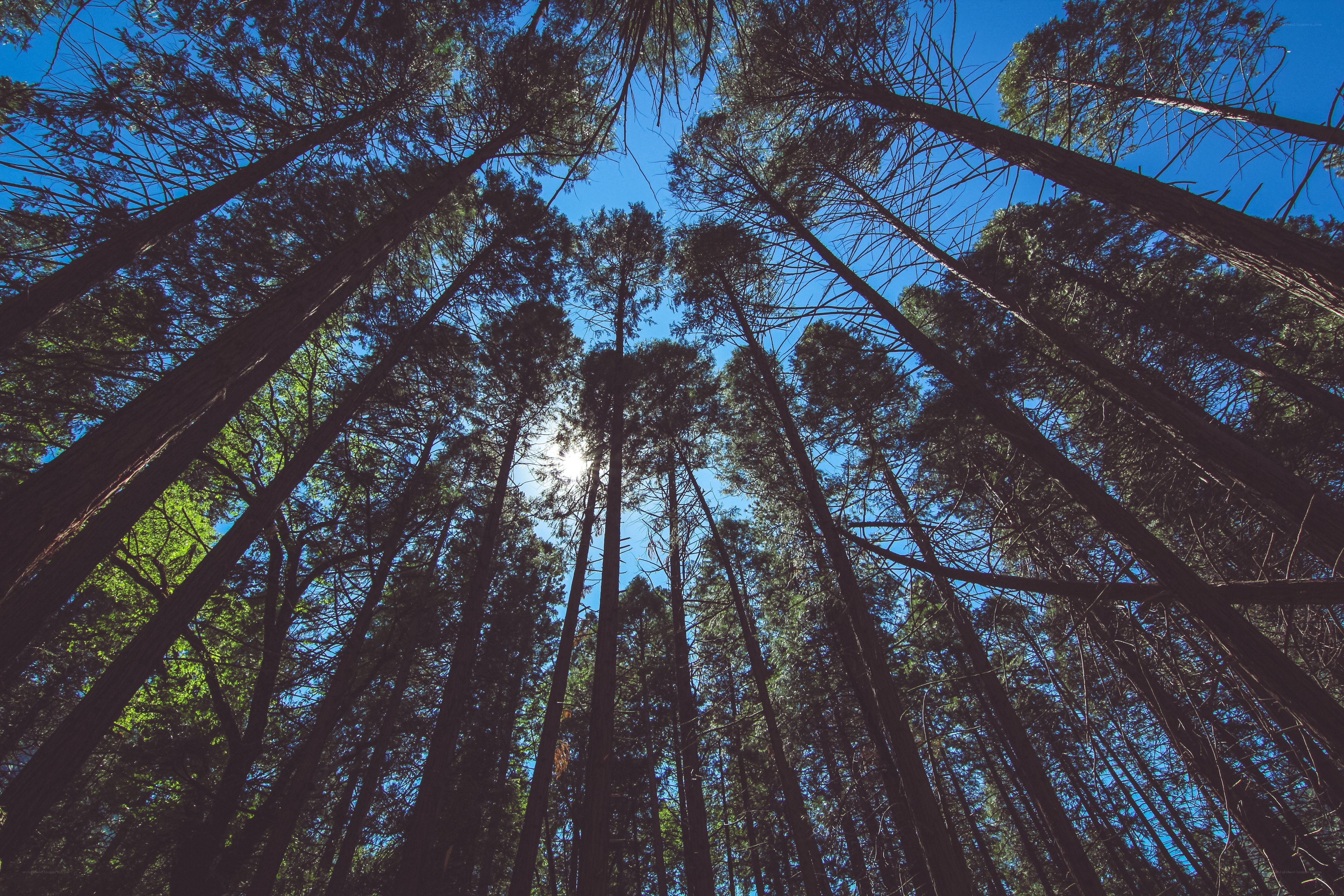 Towering trees in a forest