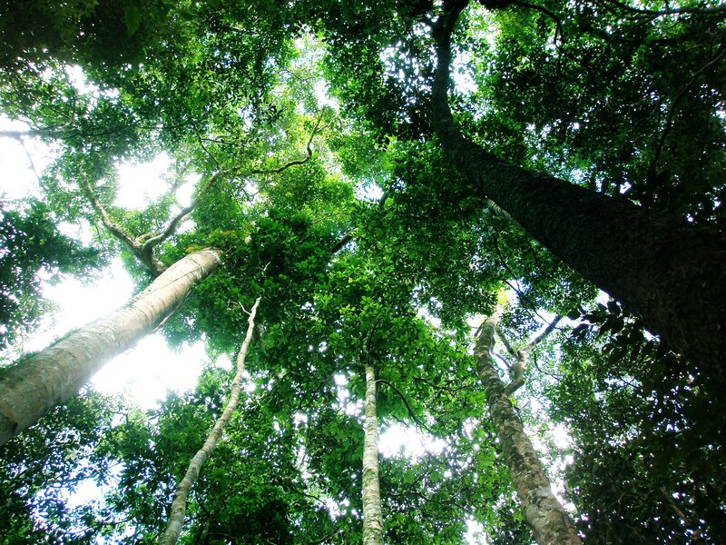 Towering trees in a forest