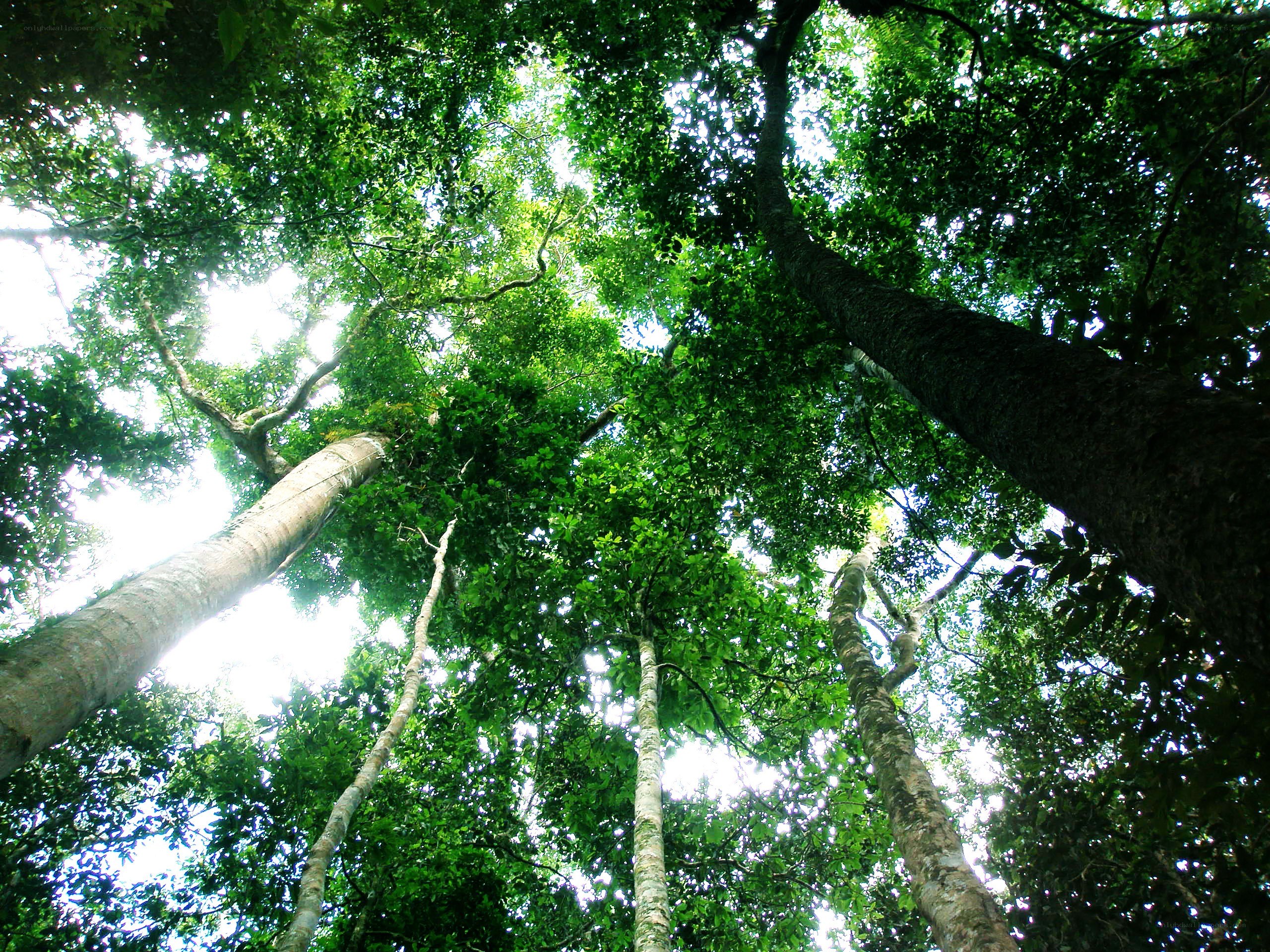 Towering trees in a forest