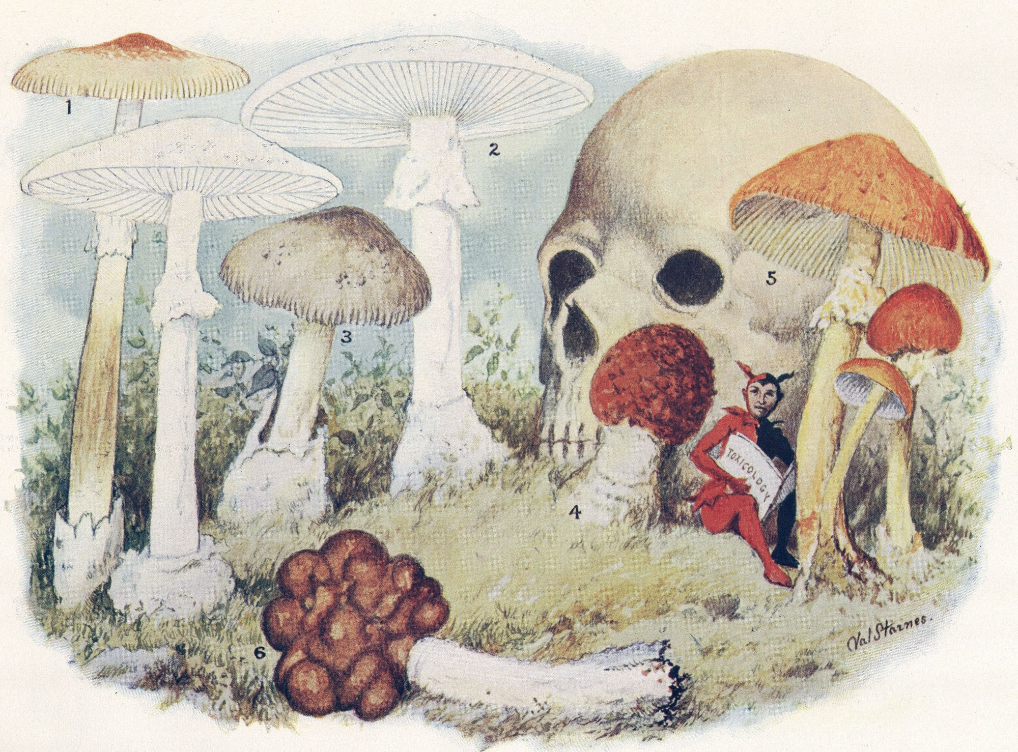Toxic mushrooms and a skull