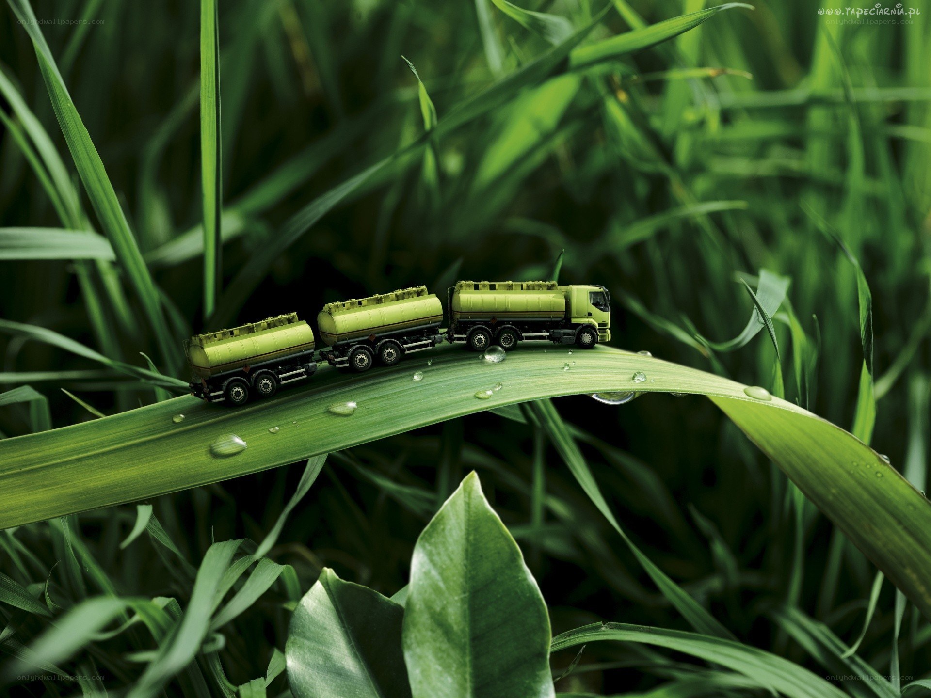 Toy trucks on a leaf