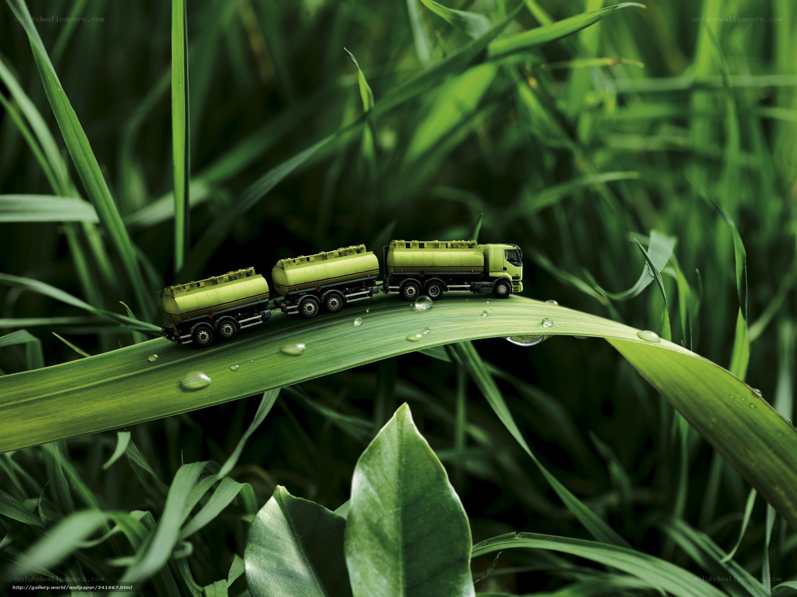 Toy trucks on a leaf