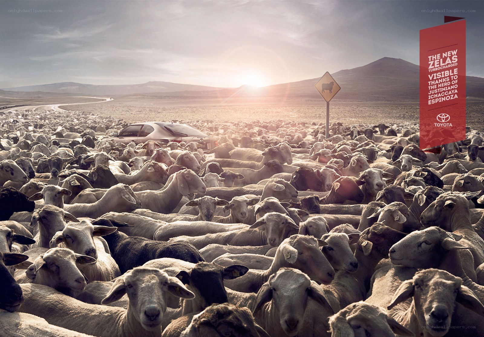 Toyota Zelas ad with sheep