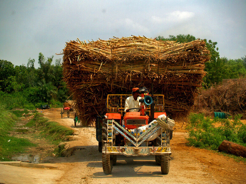 Tractor carrying sugarcane