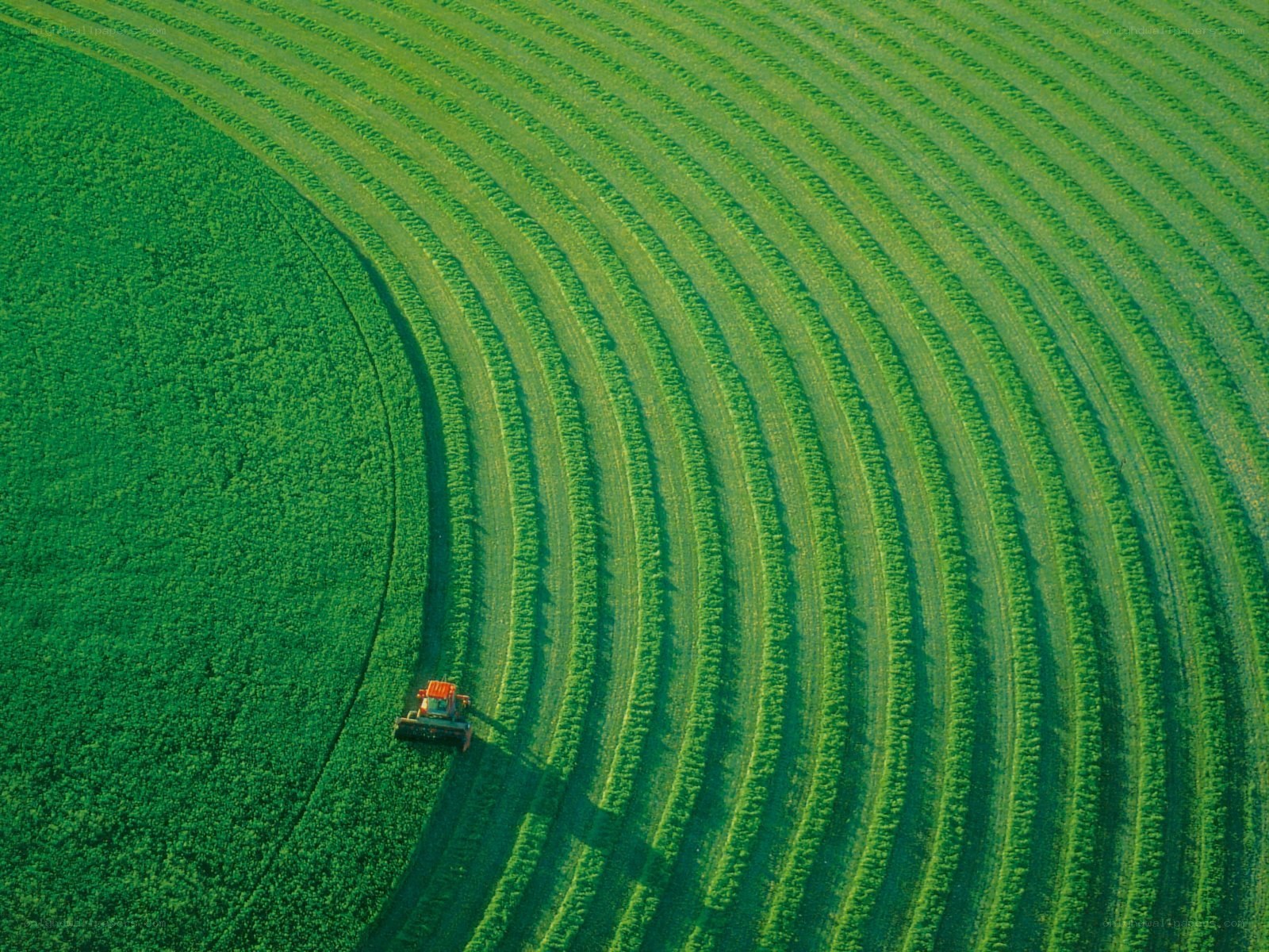 Tractor harvesting green field