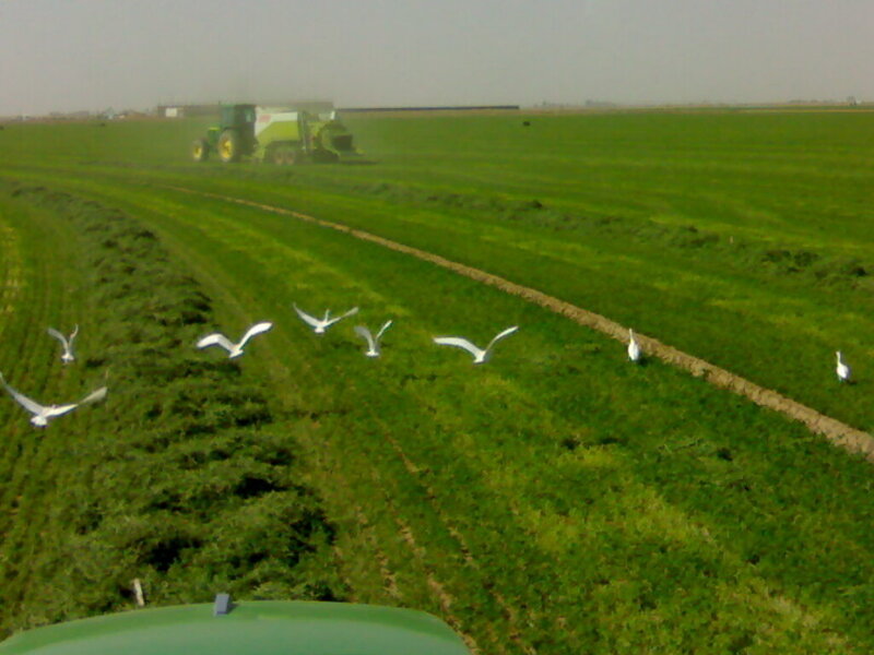 Tractor harvesting in a green field