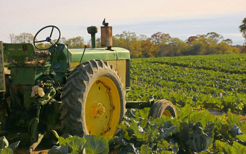 Tractor in a cabbage field