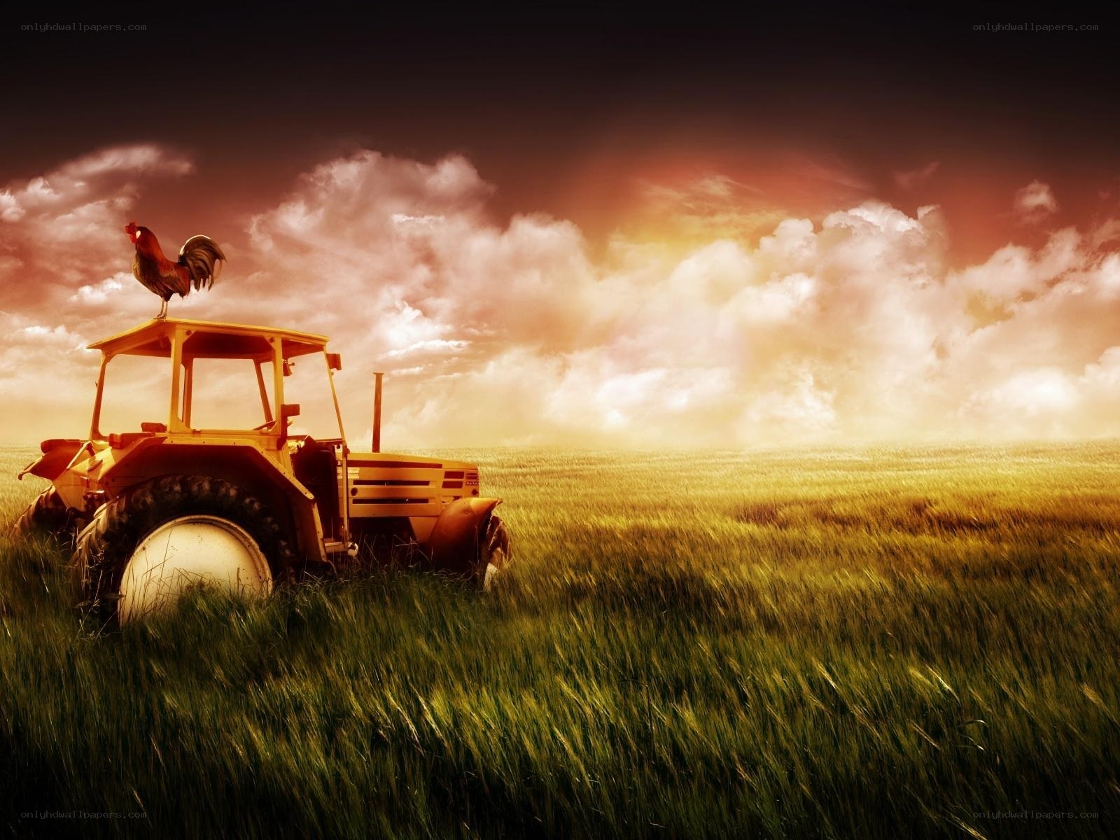 Tractor in a golden field