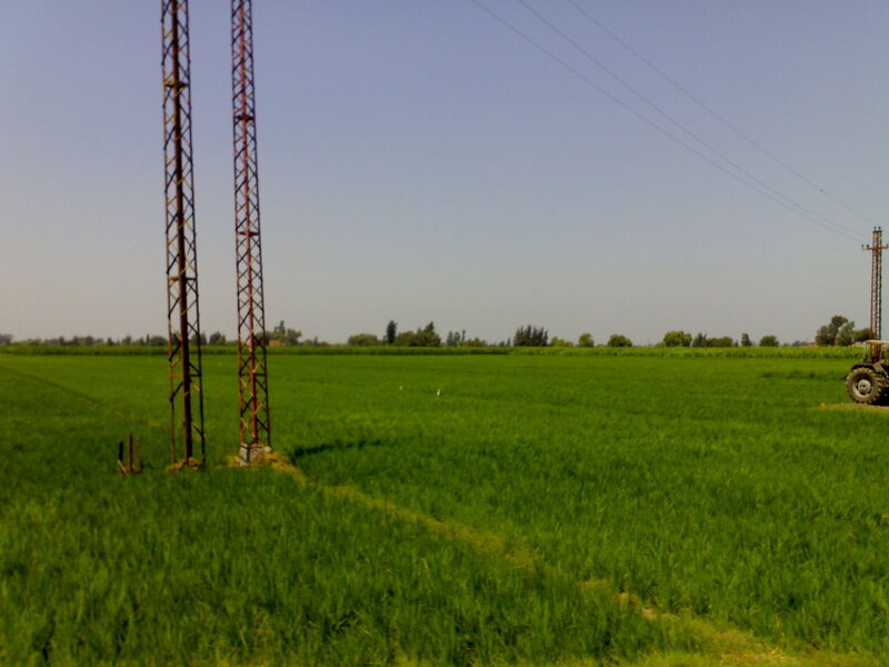 Tractor in Green Field — Calm