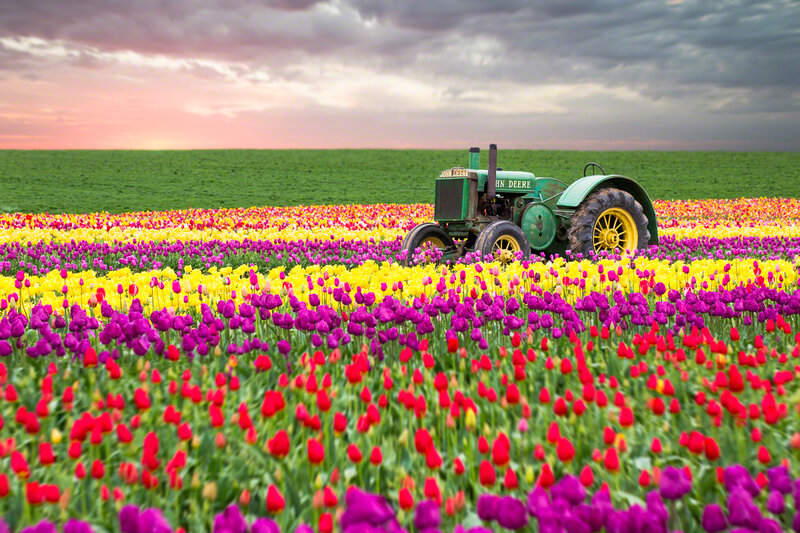 Tractor in Tulip Field