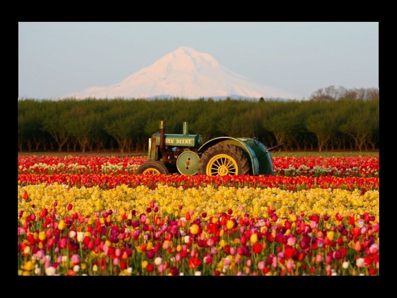 Tractor in tulip field with mountain