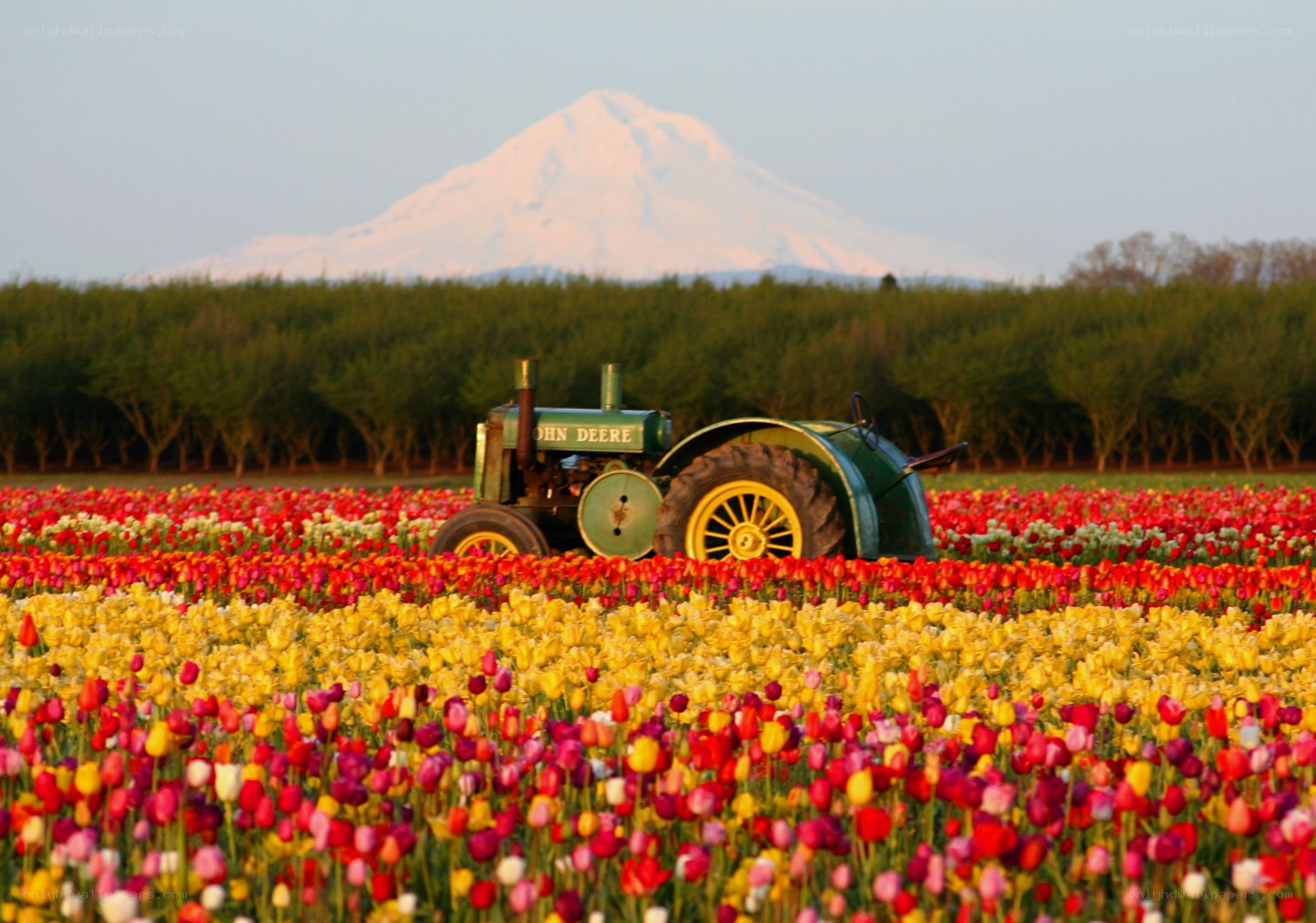 Tractor in tulip field with mountain