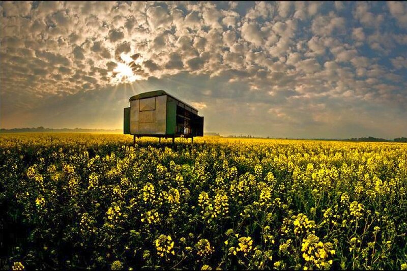 Tractor trailer in a canola field