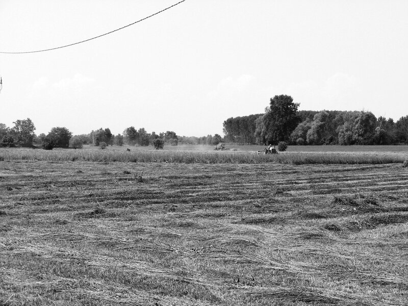 Tractors in a Field