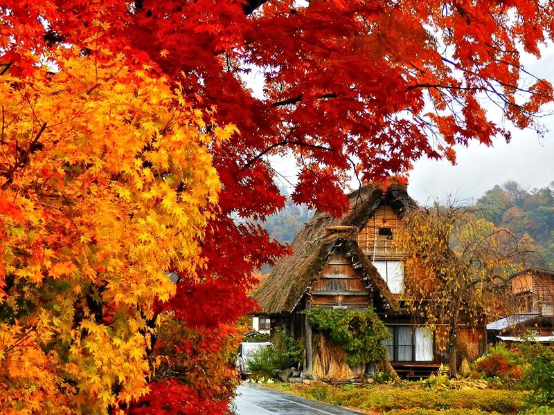 Traditional House with Autumn Trees
