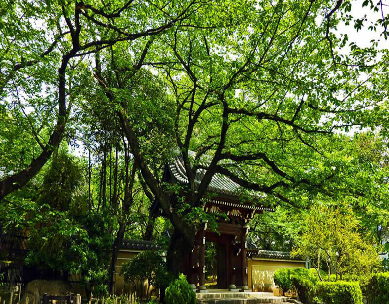 Traditional Japanese Gate — Green, Serene