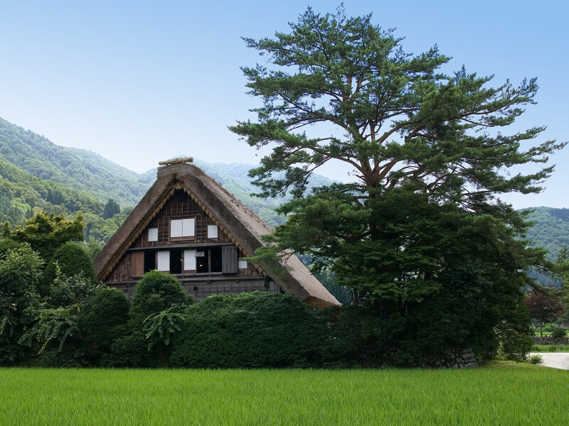 Traditional Japanese house in rice field