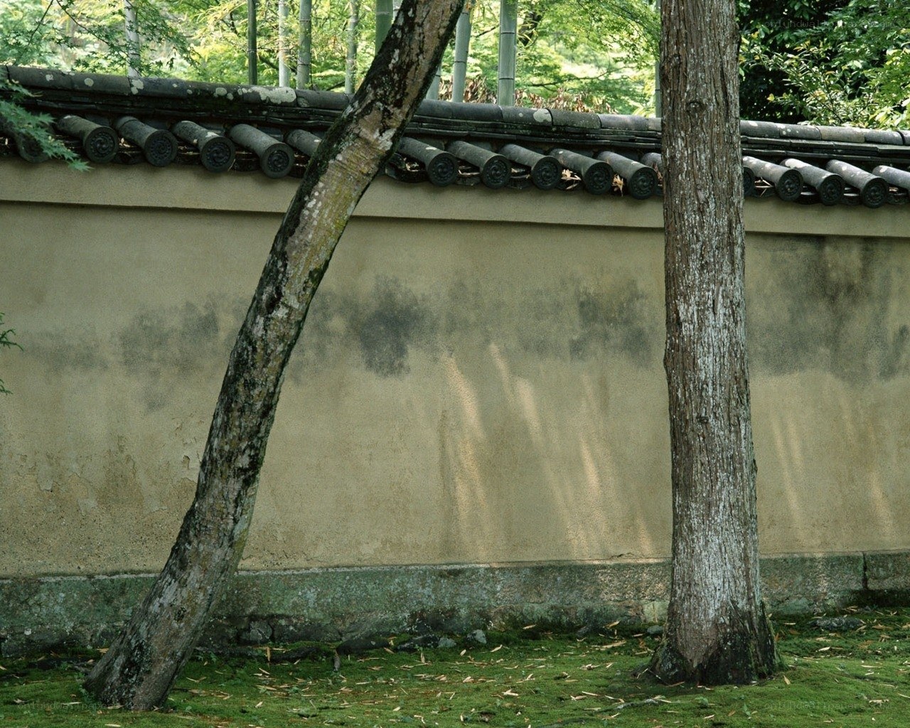 Traditional Japanese wall with trees