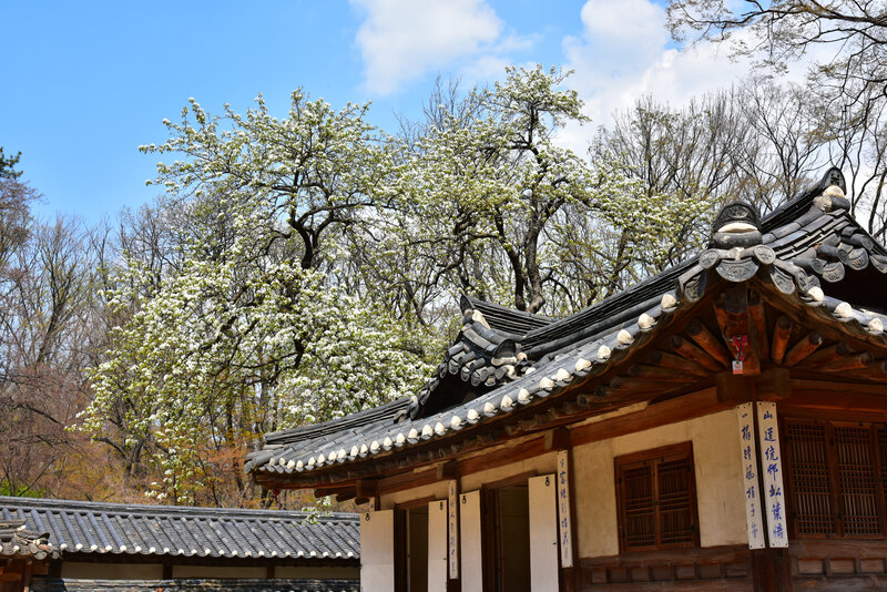 Traditional Korean Building — Blue, Serene, Spring