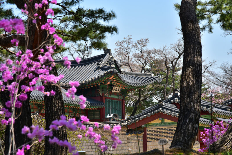 Traditional Korean Building — Purple