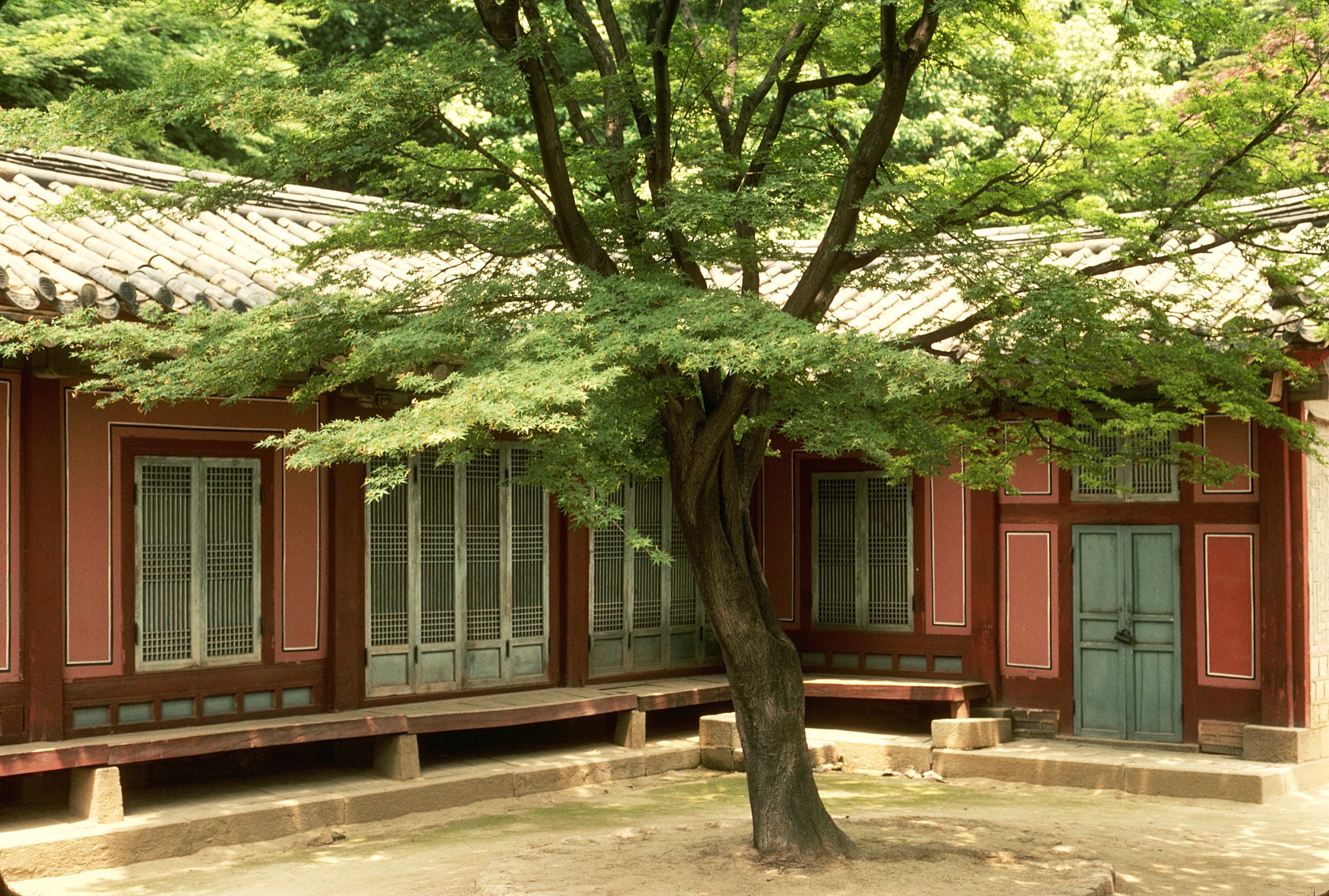 Traditional Korean courtyard with tree