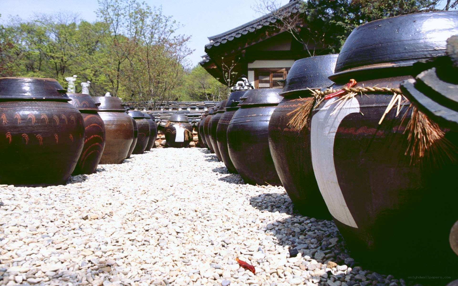 Traditional Korean fermentation jars