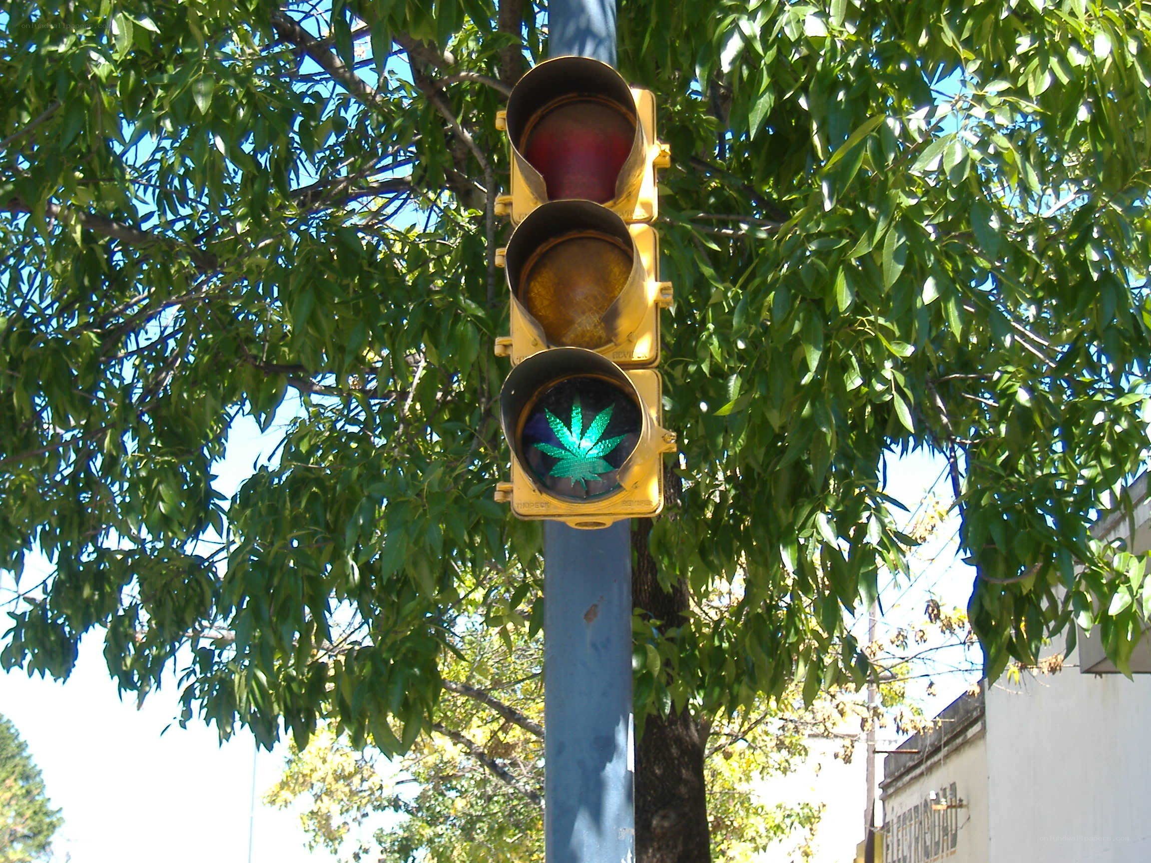 traffic light with cannabis leaf