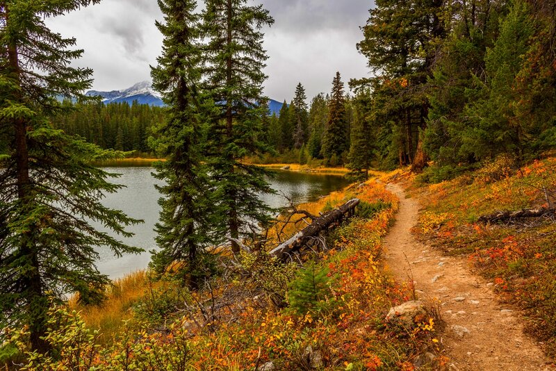 Trail by Lake in Forest