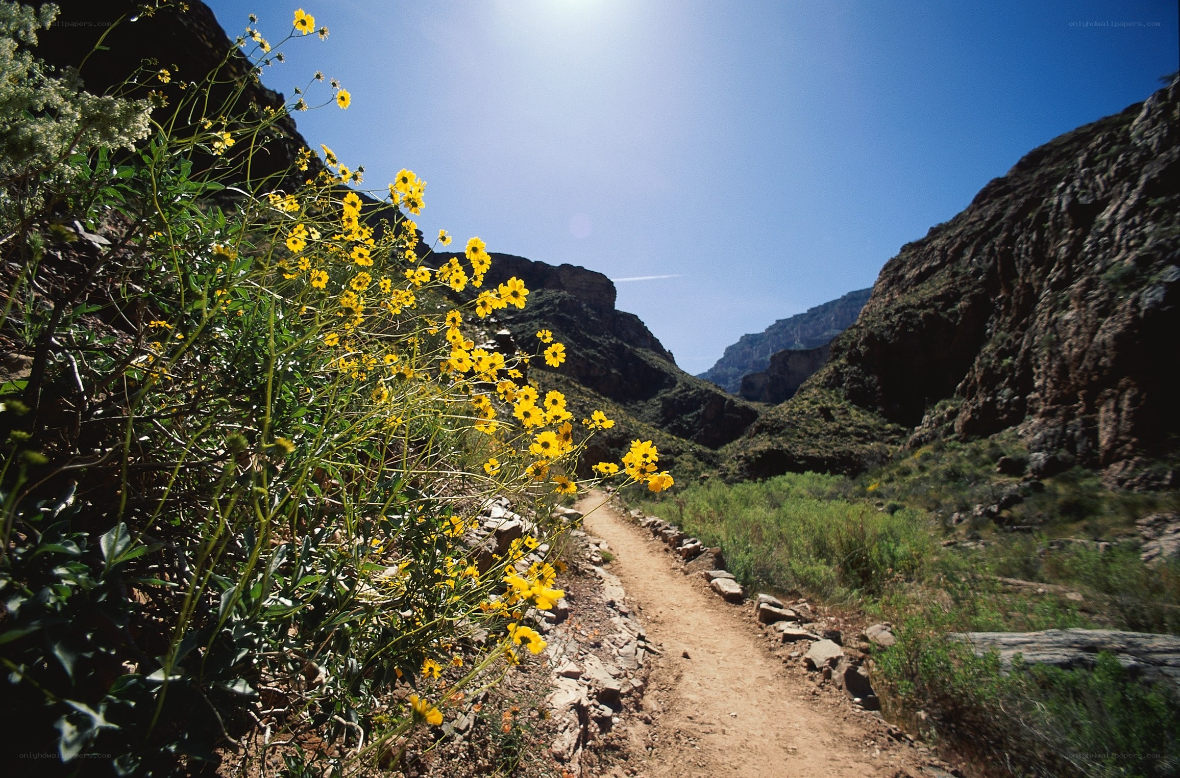 Trail through canyon with wildflowers