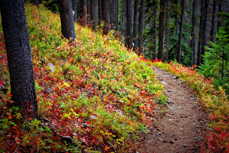 Trail Through Forest