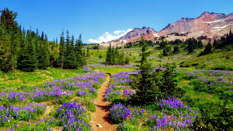 Trail Through Wildflowers — Purple