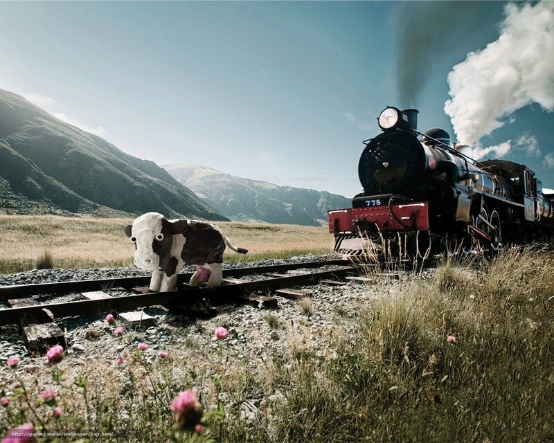 Train and cow on tracks