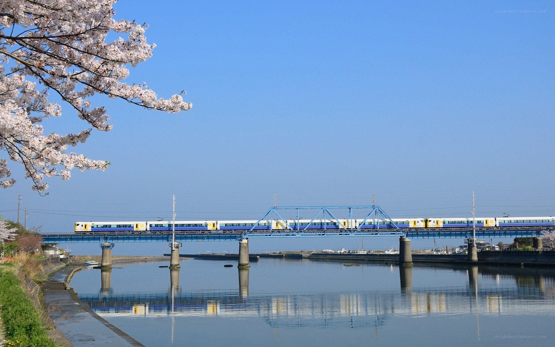 Train crossing bridge under cherry blossoms