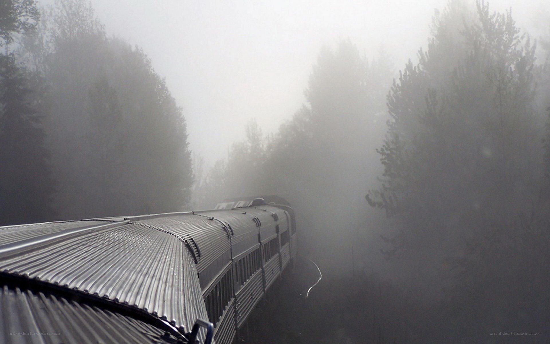 Train in a foggy forest