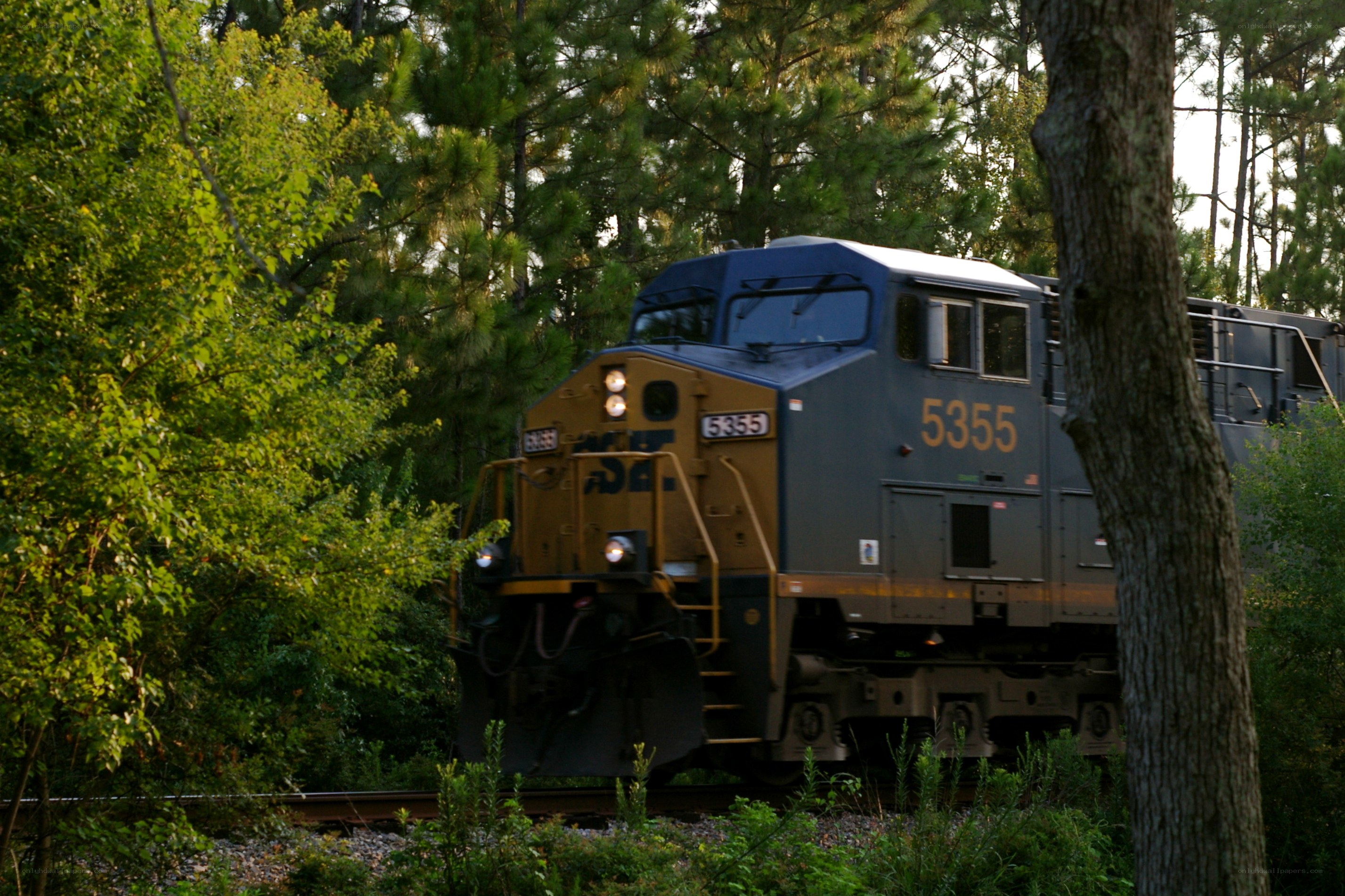 Train in a forest
