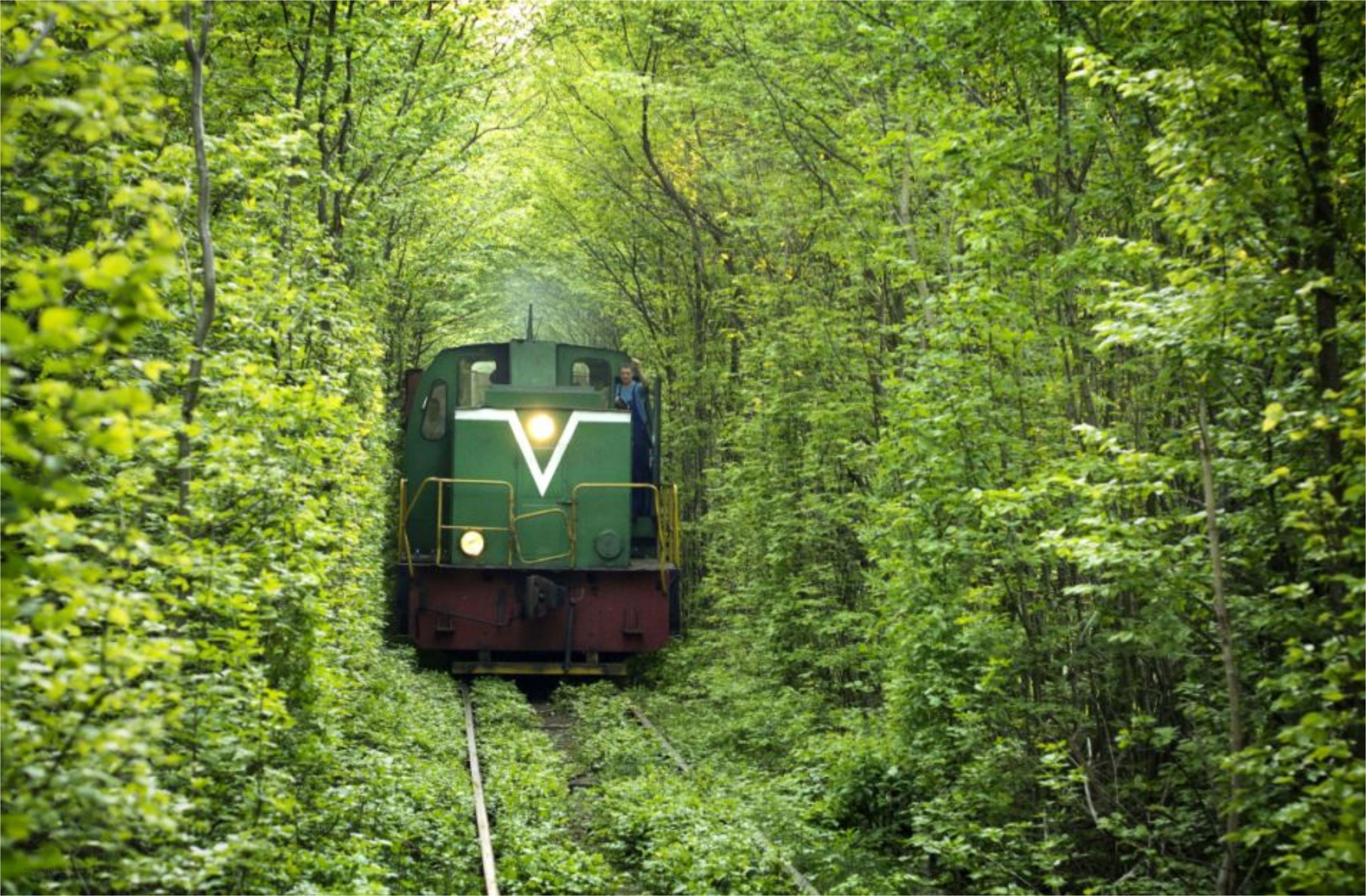 Train in a green forest tunnel