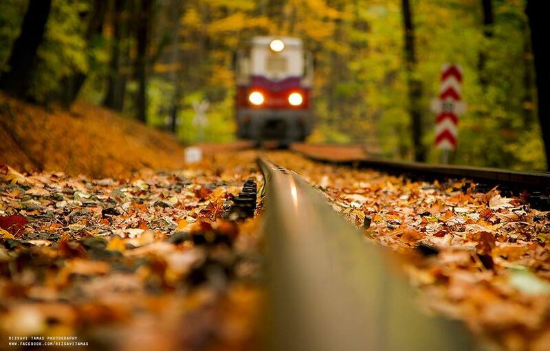 Train in Autumn Forest — Yellow