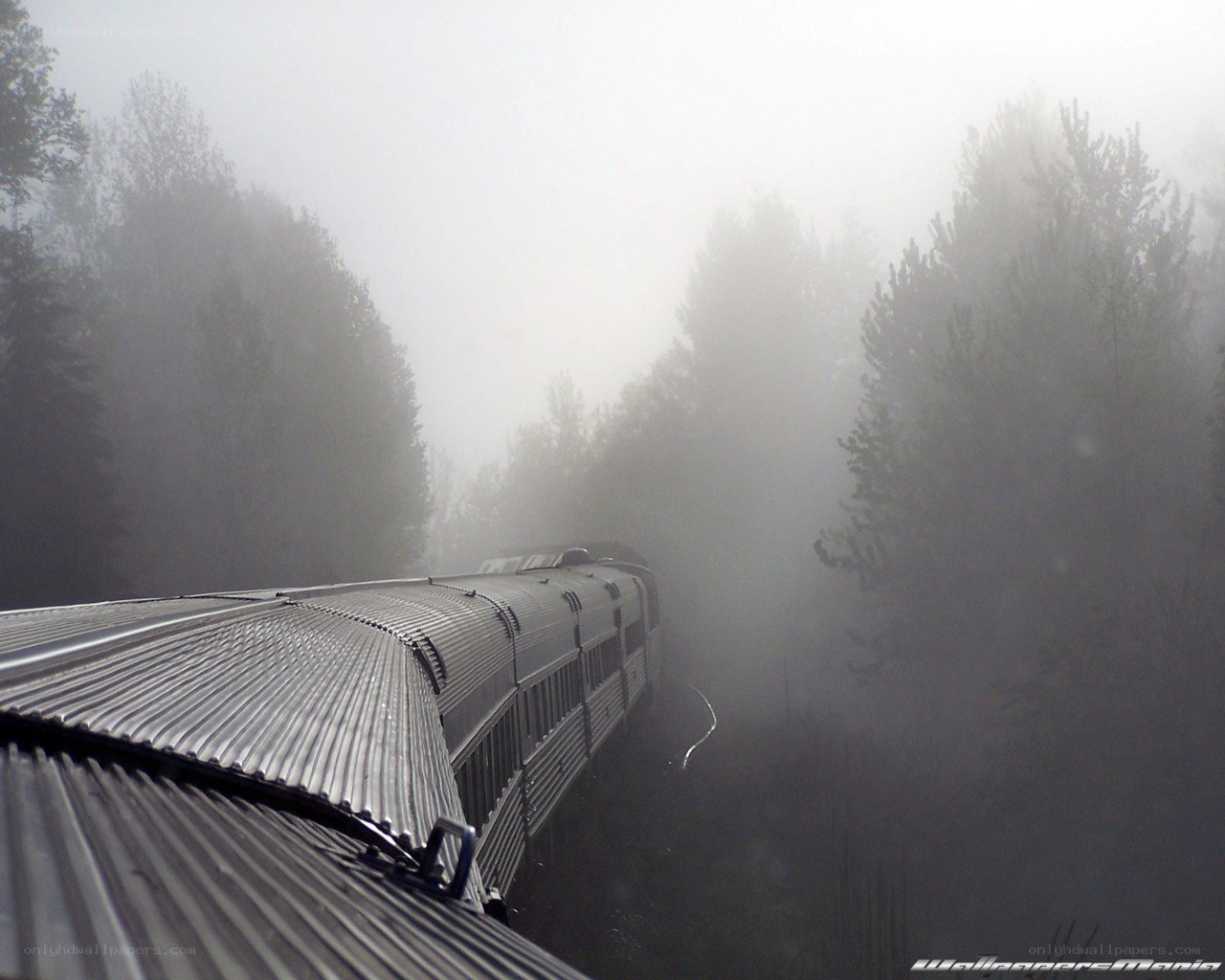 Train in foggy forest