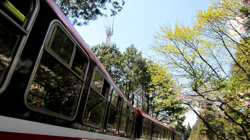 Train in Forest
