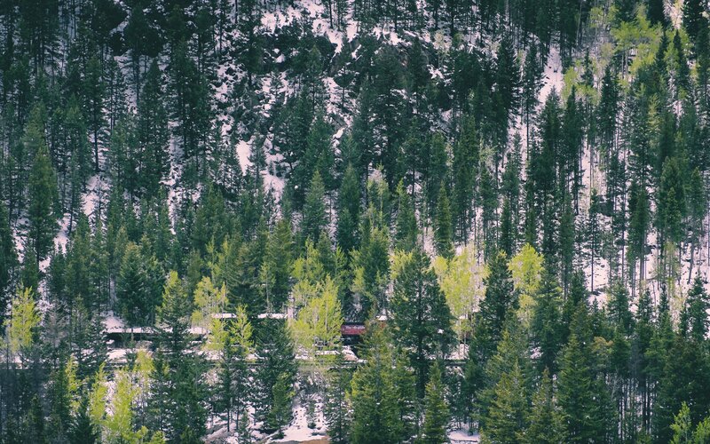 Train in snowy forest