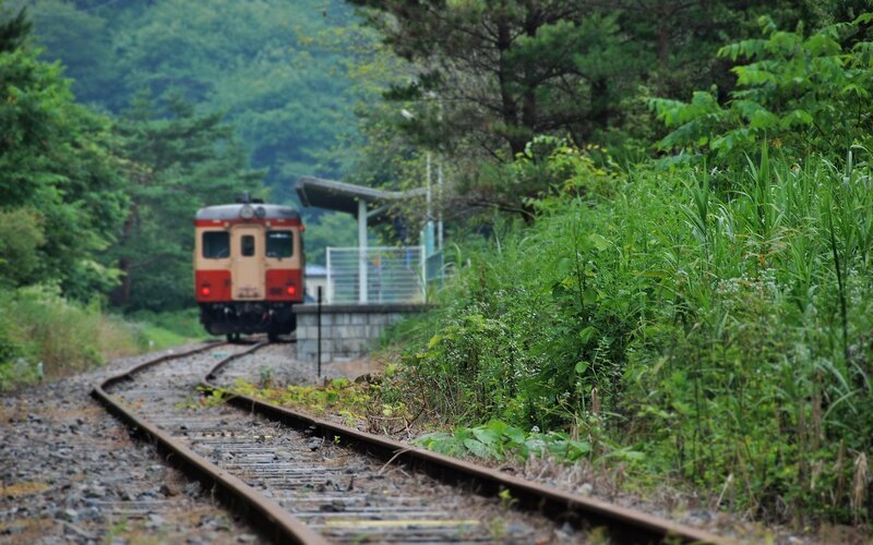 Train on a forested track