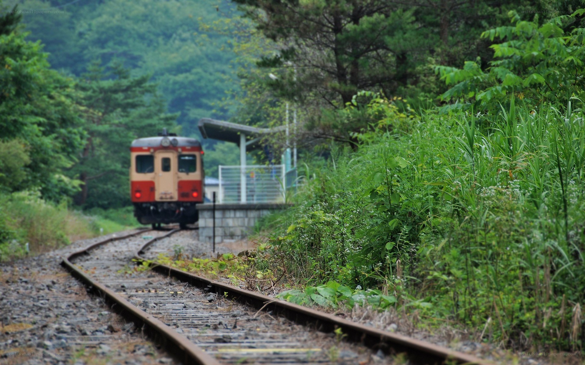 Train on a forested track
