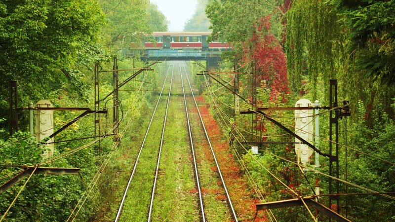 Train on Forest Tracks