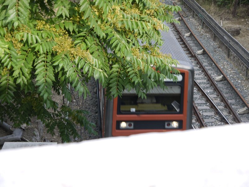 Train on tracks with tree branches