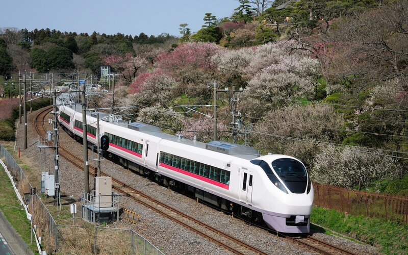 Train passing cherry blossoms