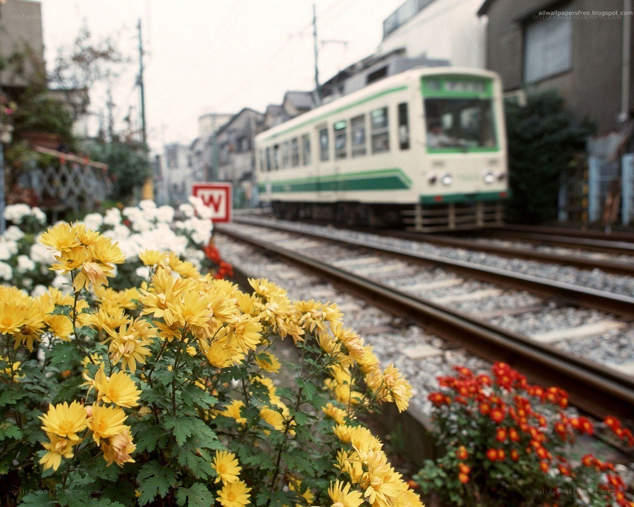 Train passing through a flower garden